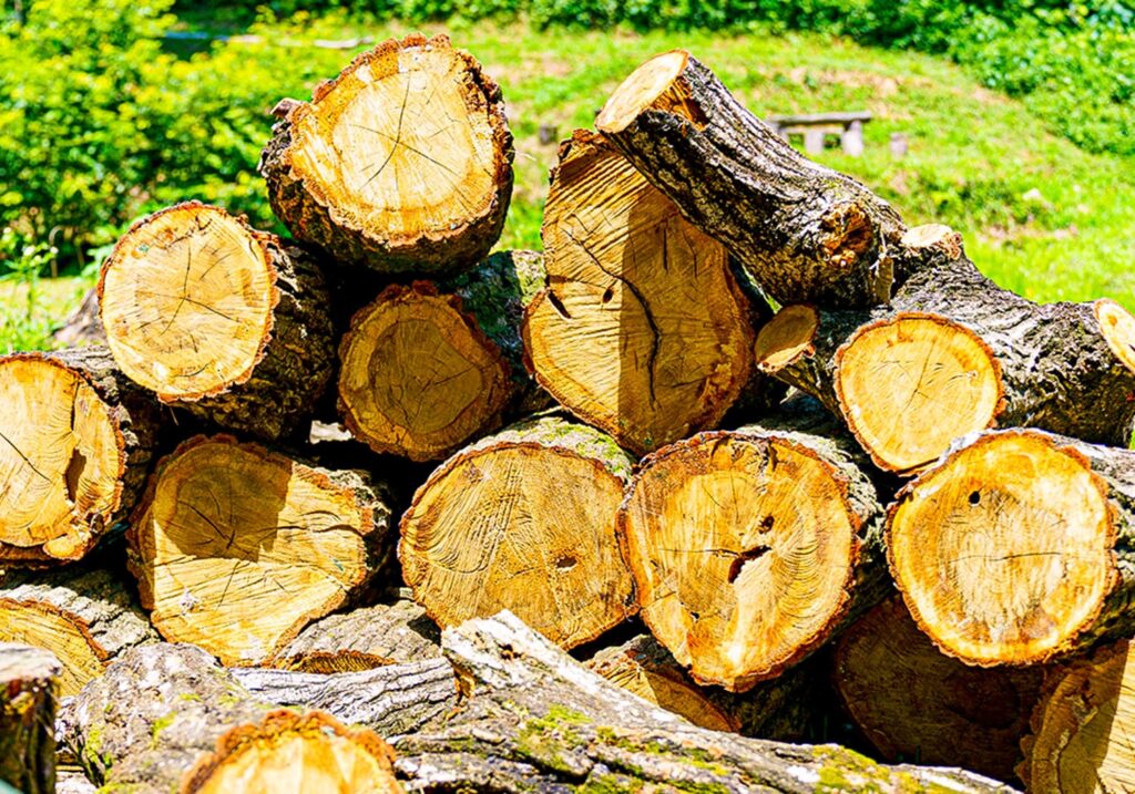 伐採した大量の木