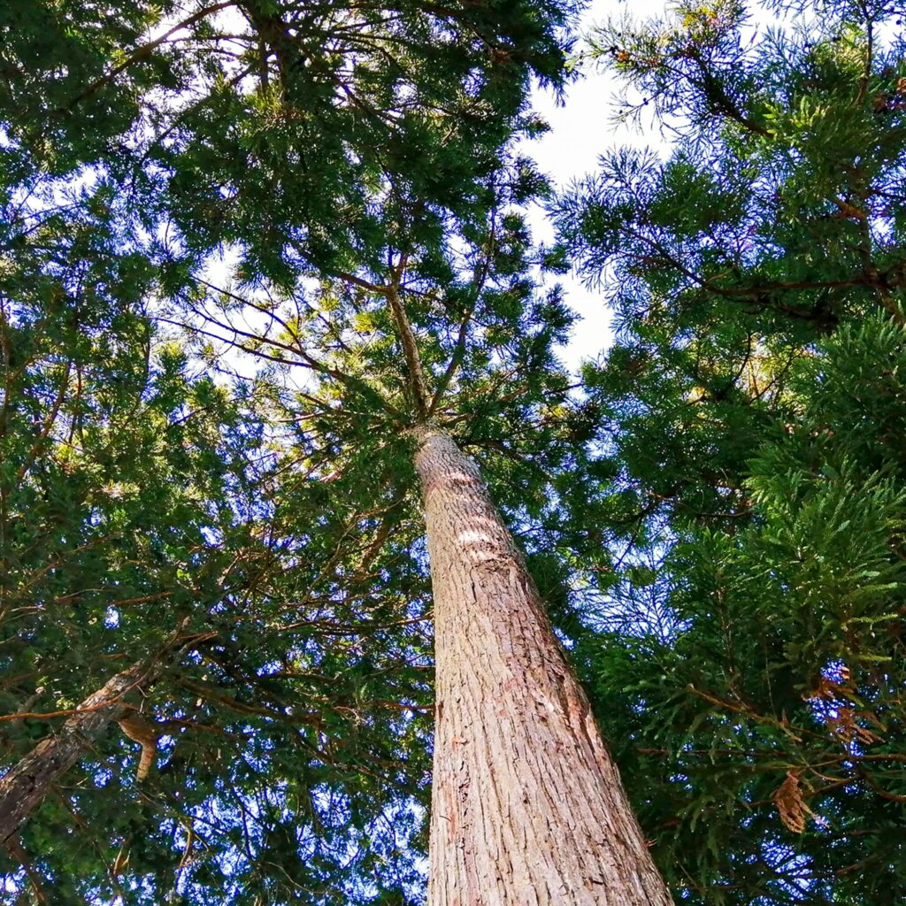 メニュー・料金表