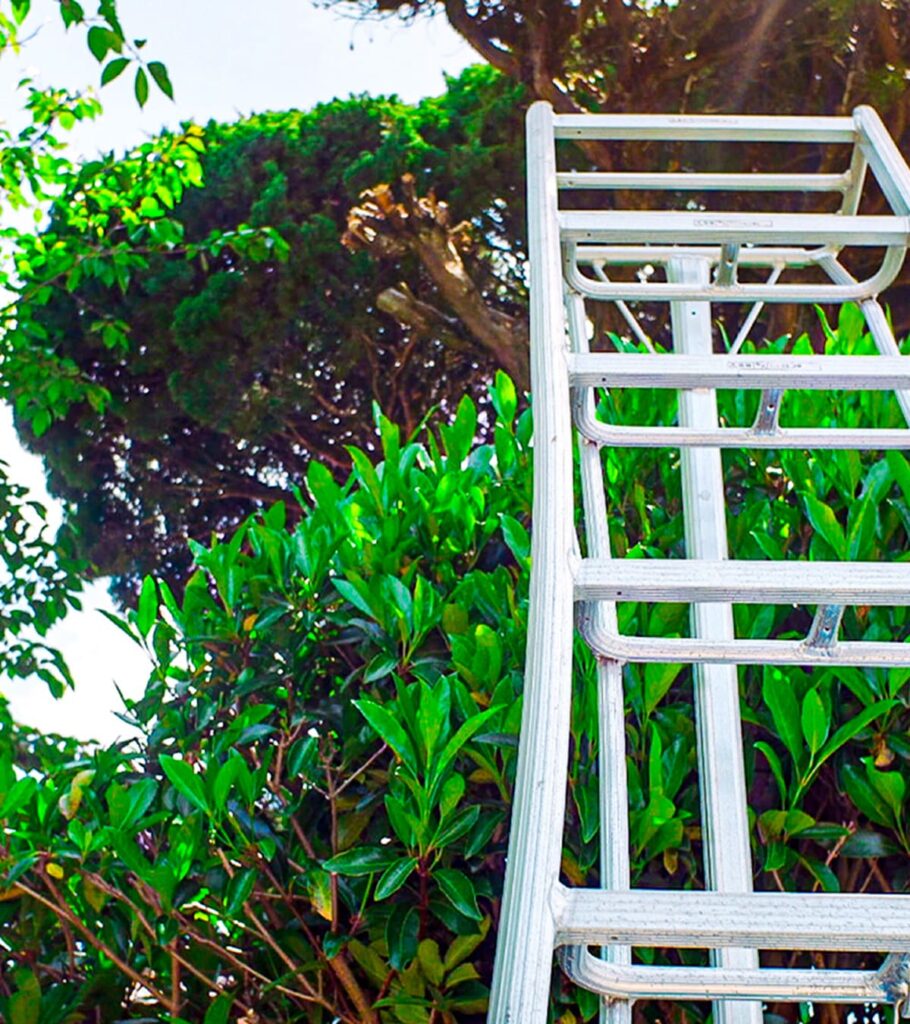 脚立と剪定した木