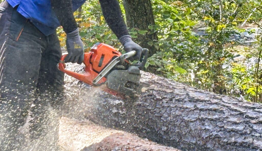 チェーンソーで木を伐採している様子