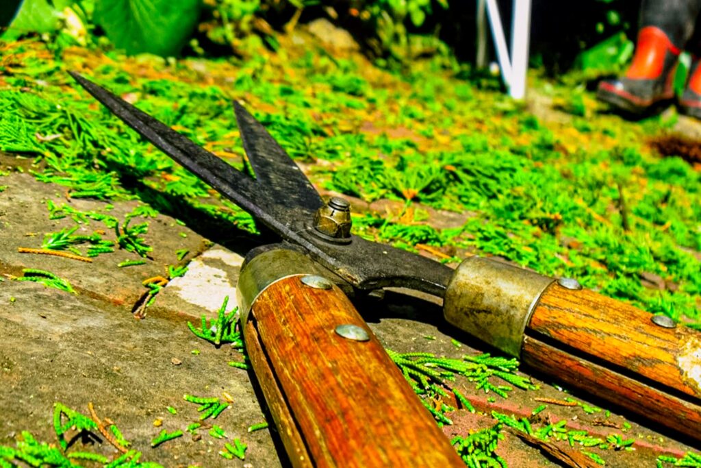 剪定で使用するハサミ