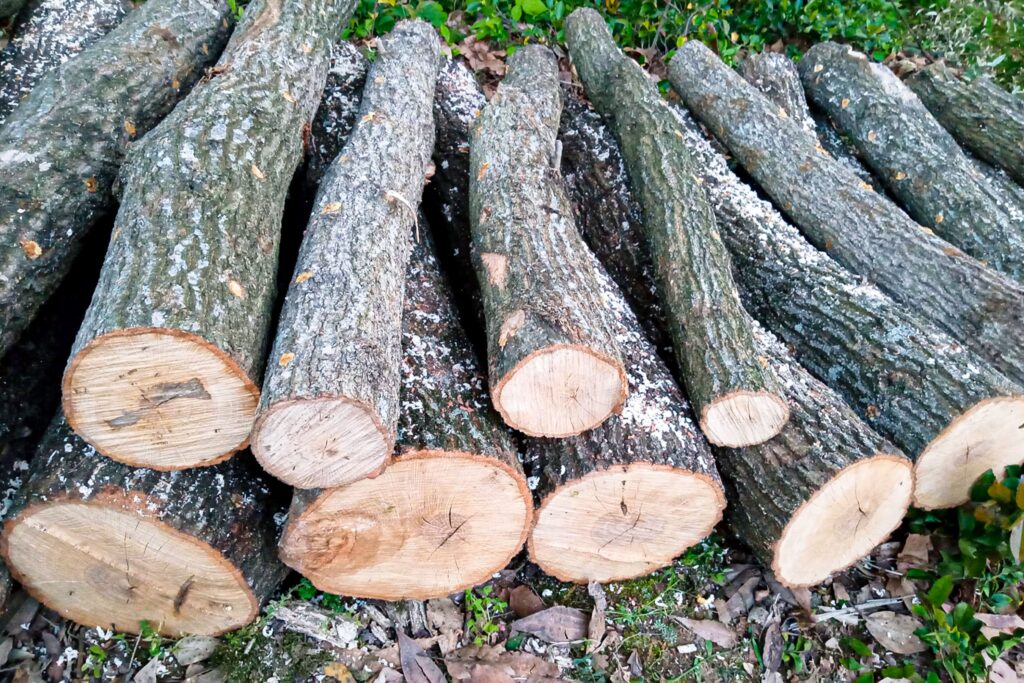 伐採した大量の木